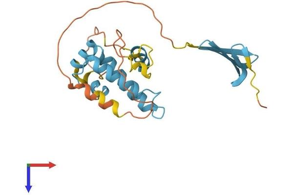 DNAJB8 Protein (AA 1-227) (His tag)