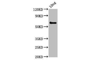 Western Blot Positive WB detected in Recombinant protein All lanes: pepP antibody at 3. (PepP (AA 1-354) Antikörper)