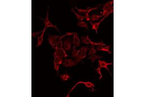 ABIN6275893 staining Hela by IF/ICC. (CPA1 Antikörper  (Internal Region))