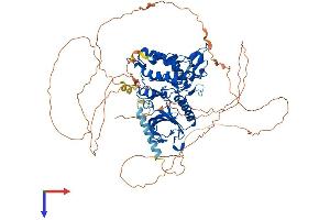 DYRK1A Protein (AA 1-763) (His tag)