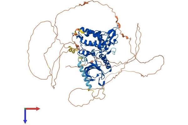 DYRK1A Protein (AA 1-763) (His tag)