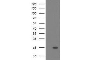 Image no. 1 for anti-Polymerase (RNA) II (DNA Directed) Polypeptide J2 (POLR2J2) antibody (ABIN1500338) (POLR2J2 Antikörper)