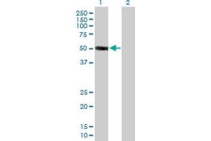 Western Blot analysis of HS3ST3A1 expression in transfected 293T cell line by HS3ST3A1 MaxPab polyclonal antibody. (HS3ST3A1 Antikörper  (AA 1-406))