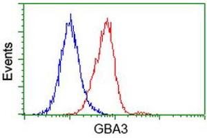 Flow Cytometry (FACS) image for anti-Glucosidase, Beta, Acid 3 (Cytosolic) (GBA3) (AA 1-150), (AA 370-469) antibody (ABIN1490585) (GBA3 Antikörper  (AA 1-150, AA 370-469))