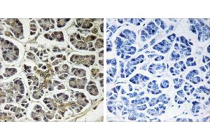 Peptide - +Immunohistochemistry analysis of paraffin-embedded human pancreas tissue using ATP5G2 antibody. (ATP5G2 Antikörper)