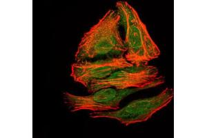 Immunofluorescence analysis of HepG2 cells. (BPIFA2 Antikörper)