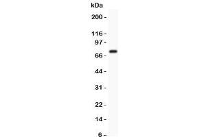 Western blot testing of Kv4. (KCND3 Antikörper  (AA 1-177))