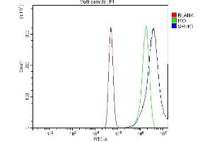 Flow Cytometry analysis of A431 cells using anti-SPHK1 antibody (ABIN7600168). (SPHK1 Antikörper  (AA 16-267))