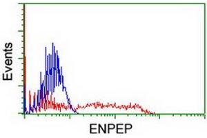 HEK293T cells transfected with either RC210521 overexpress plasmid (Red) or empty vector control plasmid (Blue) were immunostained by anti-ENPEP antibody (ABIN2455283), and then analyzed by flow cytometry. (ENPEP Antikörper)