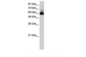 Image no. 1 for anti-Zinc Finger Protein 307 (ZKSCAN4) (N-Term) antibody (ABIN202739) (ZKSCAN4 Antikörper  (N-Term))