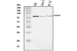 Western blot analysis of MS2/ADAM8 using anti-MS2/ADAM8 antibody (ABIN7601664).