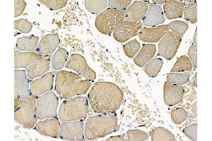 ABIN7096915 and ABIN7100981 at 1/100 staining rat muscle tissue by IHC-P.