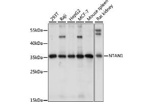 Western blot analysis of extracts of various cell lines, using NT antibody (ABIN7268787) at 1:1000 dilution. (NTAN1 Antikörper  (AA 1-310))