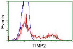 HEK293T cells transfected with either RC209796 overexpress plasmid (Red) or empty vector control plasmid (Blue) were immunostained by anti-TIMP2 antibody (ABIN2455390), and then analyzed by flow cytometry. (TIMP2 Antikörper)