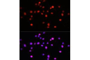 Immunofluorescence analysis of L929 cells using KLF8 antibody (ABIN7268158) at dilution of 1:100. (KLF8 Antikörper  (AA 210-280))