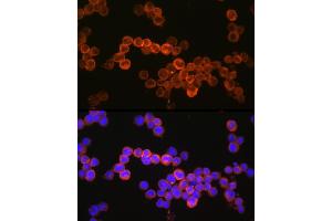 Immunofluorescence analysis of U937 cells using CD36/SR-B3 Rabbit pAb (ABIN7266189) at dilution of 1:150 (40x lens). (CD36 Antikörper  (AA 301-400))