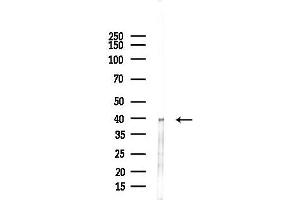anti-Cyclin-Dependent Kinase 20 (CDK20) (C-Term) antibody