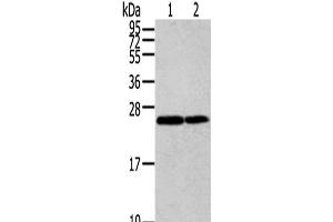 Western Blot analysis of Jurkat and Hela cells using RAN Polyclonal Antibody at dilution of 1/200 (RAN Antikörper)