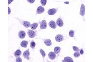 Anti-PTGER4 / EP4 antibody immunocytochemistry (ICC) staining of untransfected HEK293 human embryonic kidney cells. (PTGER4 Antikörper  (N-Term))