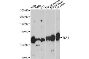 Western blot analysis of extracts of various cell lines, using TLR8 antibody. (TLR8 Antikörper)