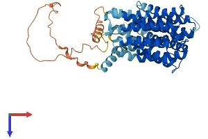 AlphaFold protein structure predicition of Human Recombinant SLC19A2 Protein, UniprotID O60779 (SLC19A2 Protein (AA 1-497) (His tag))