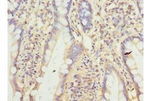 Immunohistochemistry of paraffin-embedded human small intestine tissue using ABIN7165217 at dilution of 1:100 (CNIH4 Antikörper  (AA 78-117))