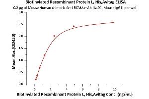 Immobilized Mouse Human chimeric A mAb (Aa01, Mouse IgG1) at 2 μg/mL (100 μL/well) can bind Biotinylated Recombinant Protein L, His,Avitag (ABIN6973199) with a linear range of 0.