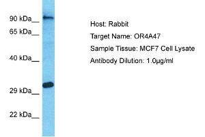 Host: Rabbit Target Name: OR4A47 Sample Type: MCF7 Whole Cell lysates Antibody Dilution: 1. (OR4A47 Antikörper  (C-Term))