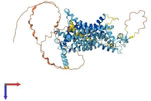Solute Carrier Family 34 (Type II Sodium/phosphate Contransporter), Member 1 (SLC34A1) (AA 1-639) protein (His tag)