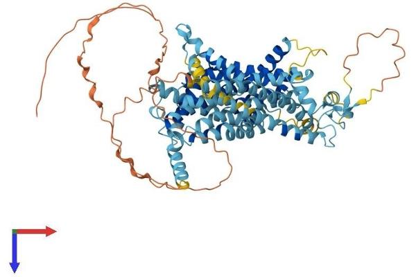 Solute Carrier Family 34 (Type II Sodium/phosphate Contransporter), Member 1 (SLC34A1) (AA 1-639) protein (His tag)