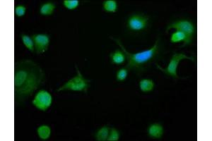 Immunofluorescence staining of MCF-7 cells with ABIN7145294 at 1:133, counter-stained with DAPI. (BCL2L1 Antikörper  (AA 1-209))