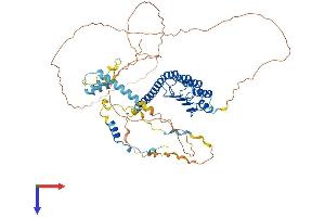 Leiomodin 1 Protein (LMOD1) (AA 1-595) (His tag)