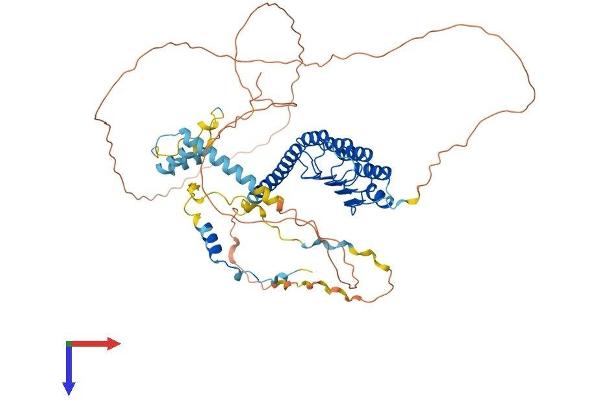 Leiomodin 1 Protein (LMOD1) (AA 1-595) (His tag)