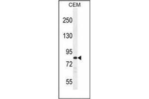 Western blot analysis of PCDHB3 Antibody (N-term) in CEM cell line lysates (35ug/lane). (PCDHB3 Antikörper  (N-Term))
