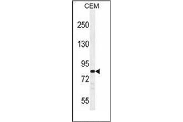 PCDHB3 antibody  (N-Term)