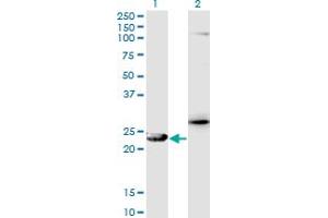 Western Blot analysis of GSTZ1 expression in transfected 293T cell line by GSTZ1 monoclonal antibody (M01), clone 1G12. (GSTZ1 Antikörper  (AA 109-216))