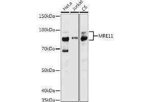 Western blot analysis of extracts of various cell lines, using MRE11 antibody (ABIN6132361, ABIN6143992, ABIN6143993 and ABIN6218236) at 1:1000 dilution. (Mre11 Antikörper  (AA 1-205))