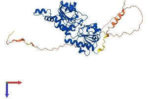 CTBP2 Protein (AA 1-445) (His tag)