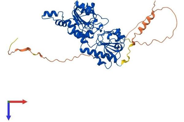 CTBP2 Protein (AA 1-445) (His tag)