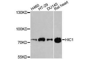 Western blot analysis of extracts of various cell lines, using HIC1 antibody (ABIN5996483) at 1:3000 dilution. (HIC1 Antikörper)