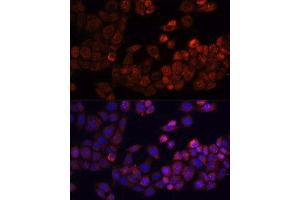 Immunofluorescence (IF) image for anti-PTK2 Protein tyrosine Kinase 2 (PTK2) (AA 700-800) antibody (ABIN6146423)