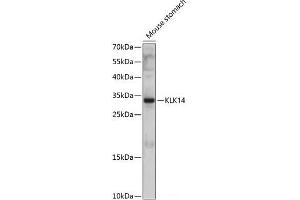 Western blot analysis of extracts of Mouse stomach using KLK14 Polyclonal Antibody at dilution of 1:1000. (Kallikrein 14 Antikörper)