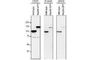 Western Blotting (WB) image for anti-Nucleoporin 98kDa (NUP98) (GLFG Motif), (N-Term) antibody (ABIN2452064)