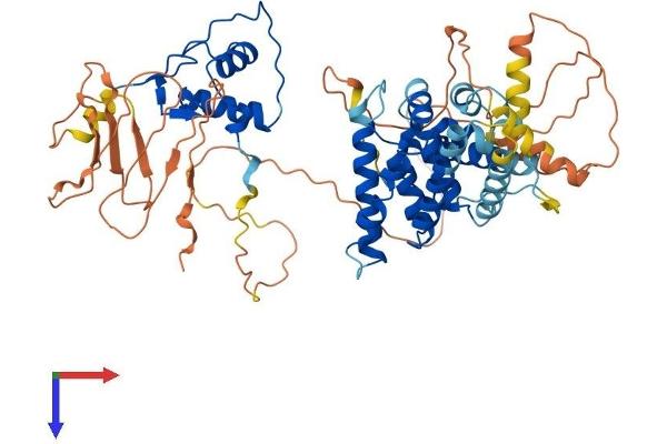 TR4 Protein (AA 1-596) (His tag)