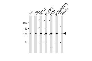 ACE2 (SARS Receptor) Antibody (Center) (ABIN1882190 and ABIN2843362) western blot analysis in 293,K562,MCF-7,SK-BR-3,T47D,MDA-MB-453 cell line and mouse testis tissue lysates (35 μg/lane).