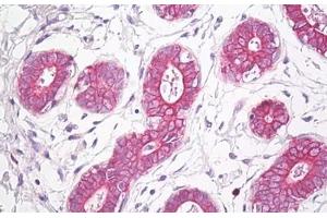 Anti-ETA antibody IHC staining of human breast. (Endothelin-1 Receptor Antikörper  (AA 378-427))
