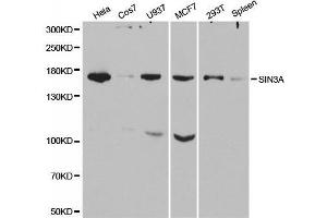 SIN3A antibody  (AA 1-120)