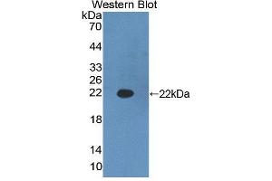 Western blot analysis of the recombinant protein. (HADH Antikörper  (AA 1-167))