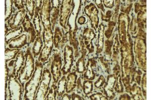 ABIN6272920 at 1/100 staining Mouse kidney tissue by IHC-P.