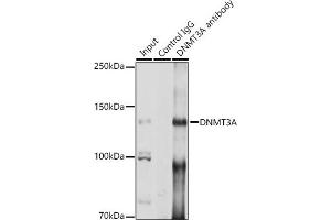 Immunoprecipitation analysis of 200 μg extracts of A-549 cells using 3 μg DNMT3A antibody (ABIN3022833, ABIN3022834, ABIN3022835 and ABIN6219250). (DNMT3A Antikörper  (AA 500-700))